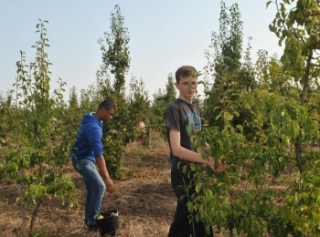 Збір урожаю груші та яблук у садах Уманського НУС студентами 11-ЛГ групи